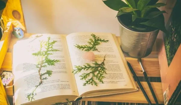 sinopsis buku